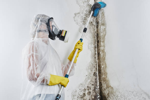 Why You Should Choose Our Mold Remediation Services in North Brooksville, FL